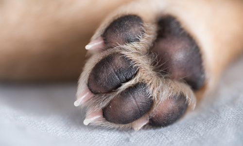 Dog paws 