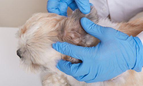 Dog getting a check up at the vet