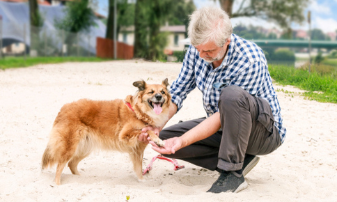 Owner checking dog's paw on the beach