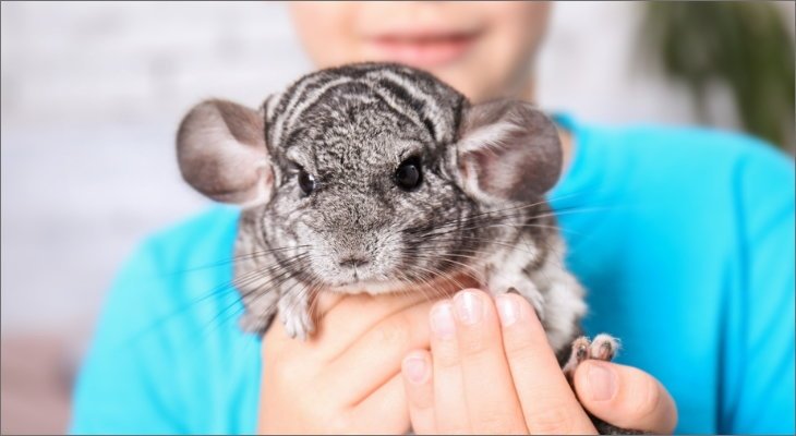 chinchilla