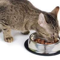 Pet Food Allergies