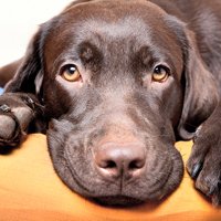 Canine Eyes and Red Eye