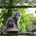 Is a Cat Enclosure Right for Your Cat?