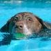 Protect Your Pets with These Water Safety Tips